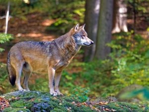 loup_FR